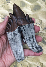 Load image into Gallery viewer, Basilosaurus Giant Prehistoric Basilosaurus, early whale tooth molar, Replica cast replica