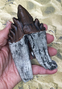 Basilosaurus Giant Prehistoric Basilosaurus, early whale tooth molar, Replica cast replica