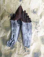 Load image into Gallery viewer, Basilosaurus Giant Prehistoric Basilosaurus, early whale tooth molar, Replica cast replica