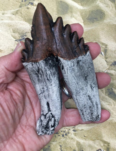 Basilosaurus Giant Prehistoric Basilosaurus, early whale tooth molar, Replica cast replica