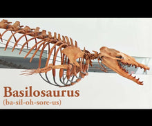 Load image into Gallery viewer, Basilosaurus Giant Prehistoric Basilosaurus, early whale tooth molar, Replica cast replica