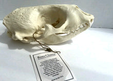 Load image into Gallery viewer, Harbor Seal Skull Replica Reproduction Bone Clones Skull Realistic BC-085 (1/26)