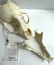 Load image into Gallery viewer, Harbor Seal Skull Replica Reproduction Bone Clones Skull Realistic BC-085 (1/26)