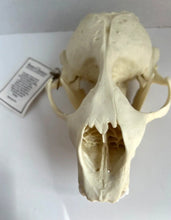 Load image into Gallery viewer, Harbor Seal Skull Replica Reproduction Bone Clones Skull Realistic BC-085 (1/26)