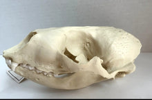 Load image into Gallery viewer, Harbor Seal Skull Replica Reproduction Bone Clones Skull Realistic BC-085 (1/26)