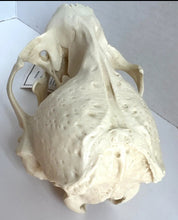 Load image into Gallery viewer, Harbor Seal Skull Replica Reproduction Bone Clones Skull Realistic BC-085 (1/26)
