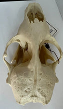 Load image into Gallery viewer, Harbor Seal Skull Replica Reproduction Bone Clones Skull Realistic BC-085 (1/26)