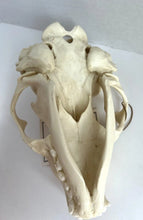 Load image into Gallery viewer, Harbor Seal Skull Replica Reproduction Bone Clones Skull Realistic BC-085 (1/26)