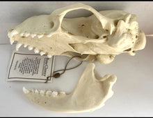 Load image into Gallery viewer, Harbor Seal Skull Replica Reproduction Bone Clones Skull Realistic BC-085 (1/26)