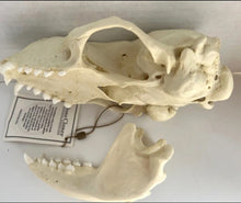 Load image into Gallery viewer, Harbor Seal Skull Replica Reproduction Bone Clones Skull Realistic BC-085 (1/26)