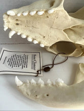 Load image into Gallery viewer, Harbor Seal Skull Replica Reproduction Bone Clones Skull Realistic BC-085 (1/26)