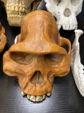 Load image into Gallery viewer, Clearance:  Skull Duggery Lucy Australopithecus afarensis skull replica cast