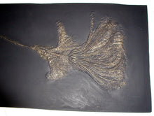 Load image into Gallery viewer, Crinoids: Pentacrinus subangularis, crinoid, #581 cast replica