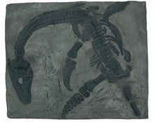 画像をギャラリービューアに読み込む, Plesiosaurus macrocephalus, juvenile Found by Mary Anning #430