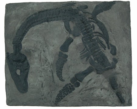 Plesiosaurus macrocephalus, juvenile Found by Mary Anning #430