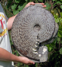 Charger l&#39;image dans la galerie, Placenticeras meeki, Ammonite #1193 cast replica