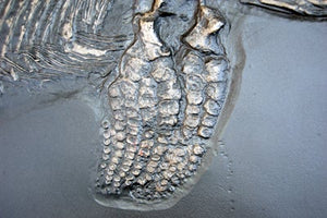Ichthyosaurus, 48-inch Skeleton #1010 replica