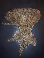 Load image into Gallery viewer, Crinoids: Pentacrinus subangularis, crinoid, #581 cast replica