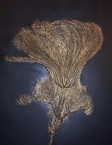 Crinoids: Pentacrinus subangularis, crinoid, #581 cast replica