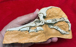 Velociraptor Foot in matrix cast replica