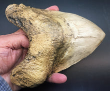 Load image into Gallery viewer, Megalodon Shark Tooth Over 7 Inches, World Record #3050 replica