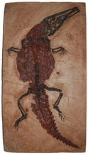 Load image into Gallery viewer, Crocodilaemus robustus, crocodile, Jurassic #1597 replica