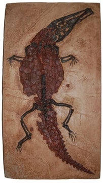 Crocodilaemus robustus, crocodile, Jurassic #1597 replica