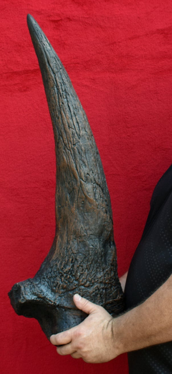 Triceratops Brow Horn 32 Inches Long #2416