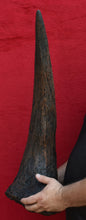 画像をギャラリービューアに読み込む, Triceratops Brow Horn 32 Inches Long #2416