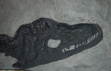 画像をギャラリービューアに読み込む, Plesiosaurus macrocephalus, juvenile Found by Mary Anning #430