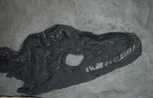 Plesiosaurus macrocephalus, juvenile Found by Mary Anning #430