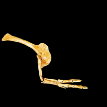 Load image into Gallery viewer, Albertosaurus Arm cast replica reproduction dinosaur fossil cast Gorgosaurus