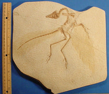 Charger l'image dans la galerie, Archaeopteryx cf. A. lithographica (Eichstatt specimen 1) cast replica reproduction