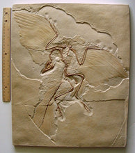 Charger l'image dans la galerie, Archaeopteryx lithographica (Berlin specimen) cast replica