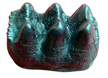 Charger l&#39;image dans la galerie, Mastodon small Tooth cast replica #3 Pleistocene. Ice Age