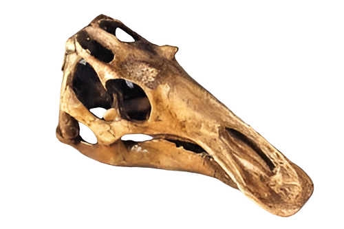Juvenile Maiasaurus  Skull cast replica dinosaur