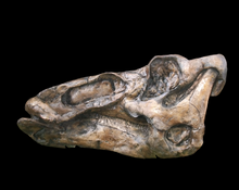 Cargar imagen en el visor de la galería, Edmontosaurus Skull Plaque cast replica Dinosaur