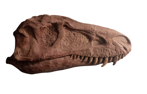 Albertosaurus skull cast replica reproduction dinosaur fossil cast Gorgosaurus half profile skull