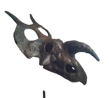 画像をギャラリービューアに読み込む, Einiosaurus Adult skull cast replica