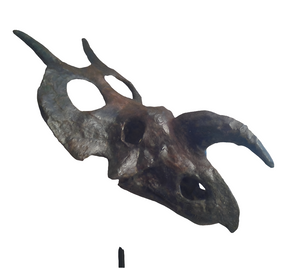 Einiosaurus Adult skull cast replica