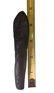 Camarasaurus Tooth Fossil Cast Replica Dinosaur Tooth #2
