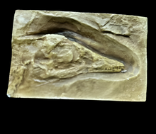 Cargar imagen en el visor de la galería, Archaeopteryx &quot;first bird&quot; skull cast replica