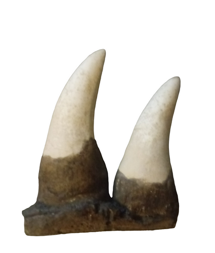 T.rex two teeth casts T-Rex replicas