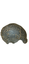 Load image into Gallery viewer, Homo erectus hominid skull cast replica SM3