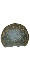 Load image into Gallery viewer, Homo erectus hominid skull cast replica SM3