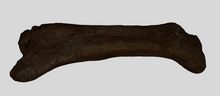 Load image into Gallery viewer, Rent a Dinosaur Exhibit!