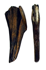 Edmontosaurus Tooth Cast Replica #2 Dinosaur