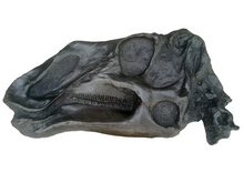 Load image into Gallery viewer, Gryposaurus Skull Plaque cast replica Dinosaur