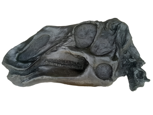 Gryposaurus Skull Plaque cast replica Dinosaur