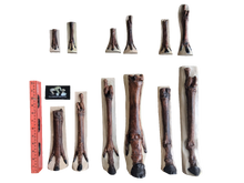 Load image into Gallery viewer, Horse legs and hooves cast replicas (Teaching quality) painted